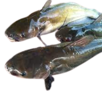 Cain magur fish/কাইন মাগুর মাছ (Halal Mart BD)